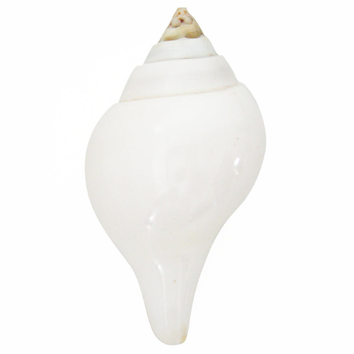 Natural Jal Shankh | Vamavarti Left Handed Natural Sankha Conch Shell To Offer Water To God | White Conch Shell Jal Sankha | Large
