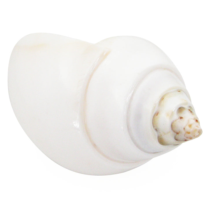 Natural Jal Shankh | Vamavarti Left Handed Natural Sankha Conch Shell To Offer Water To God | White Conch Shell Jal Sankha | Large