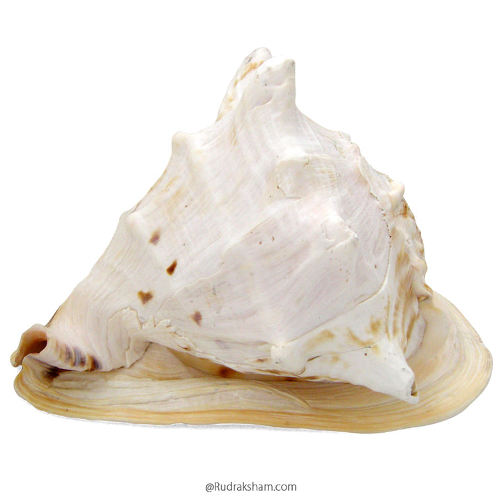  Cow Face Gomukhi Conch Shell