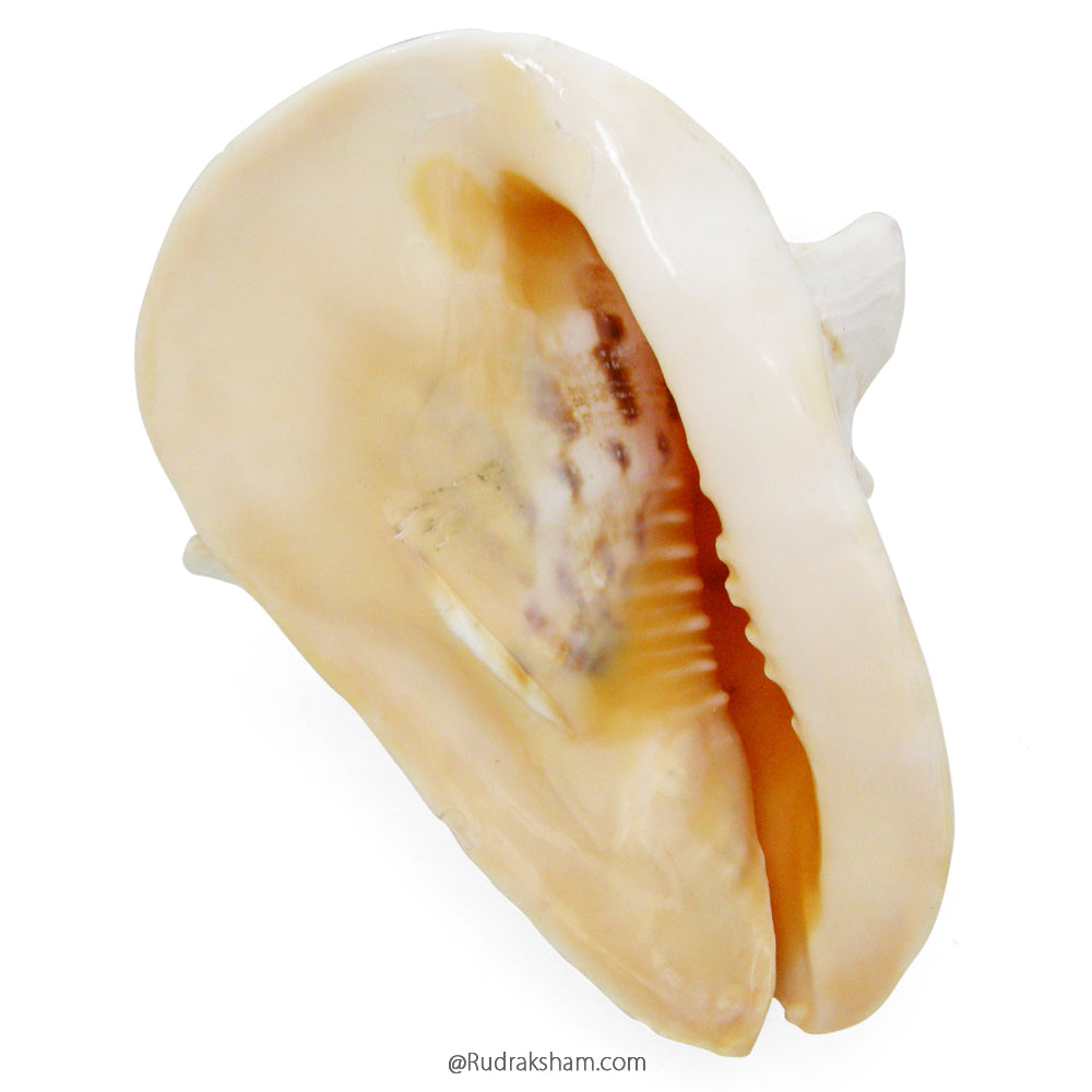  Blowing Gaumukhi Shell