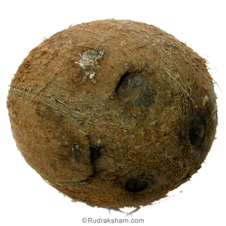 Four Eye Coconut Nariyal