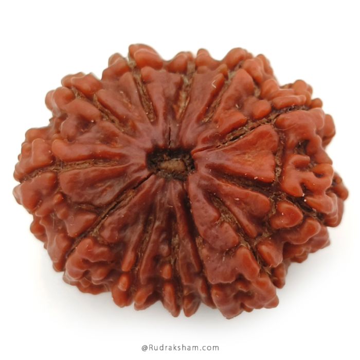 (29.50mm) 12 Mukhi Rudraksha Super Collector Bead | 12 Mukhi Rudraksha Bead | Buy Online 12 Faced Nepali Rudraksha, Energised, Natural and Original Twelve Mukhi - Super Collector Bead