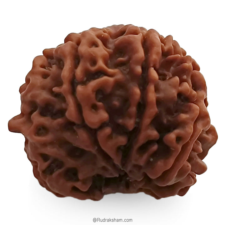 (21.54mm) 7 Mukhi Ganesh Rudraksha | Buy Online Nepali Original Natural Saat (Seven) Mukhi Rudraksha Bead