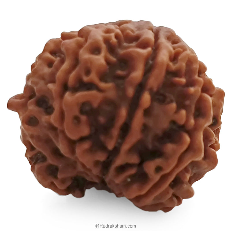(21.54mm) 7 Mukhi Ganesh Rudraksha | Buy Online Nepali Original Natural Saat (Seven) Mukhi Rudraksha Bead