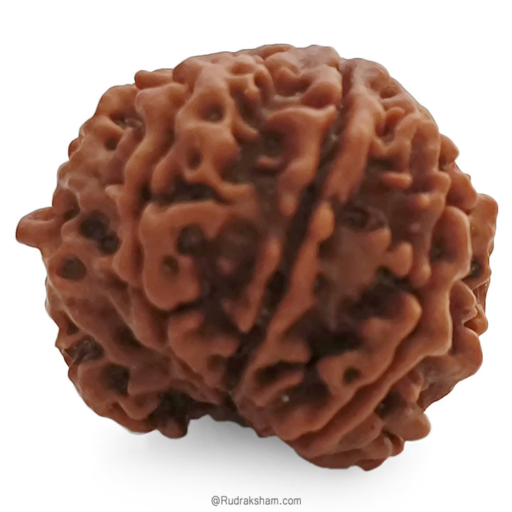 (21.54mm) 7 Mukhi Ganesh Rudraksha | Buy Online Nepali Original Natural Saat (Seven) Mukhi Rudraksha Bead