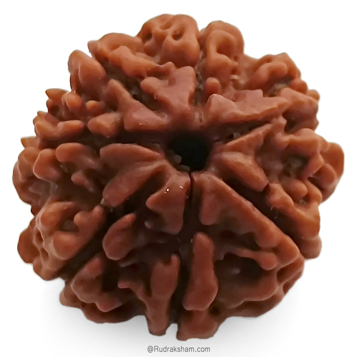 (21.54mm) 7 Mukhi Ganesh Rudraksha | Buy Online Nepali Original Natural Saat (Seven) Mukhi Rudraksha Bead