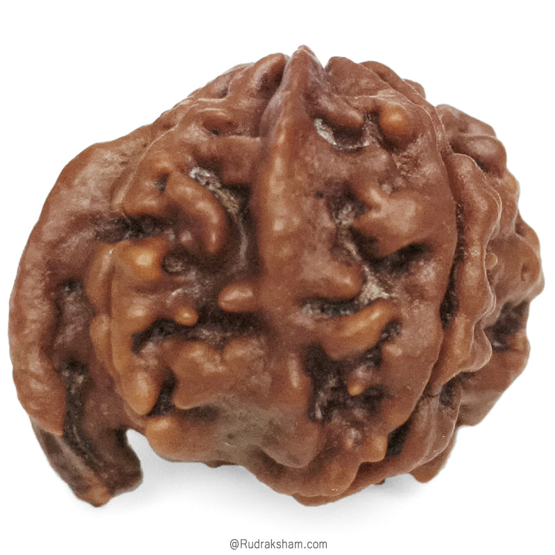 (23.25mm) Ganesh Rudraksha Bead | Authentic and Genuine Nepal Five Faced Ganesha Rudraksha 