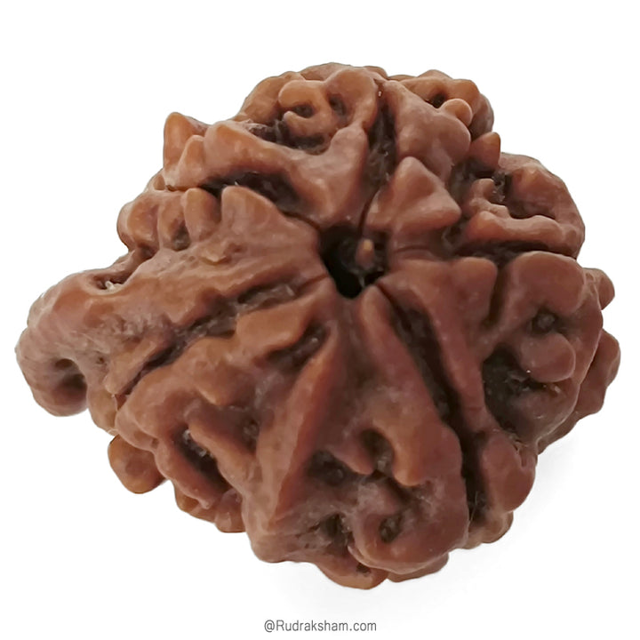 (23.25mm) Ganesh Rudraksha Bead | Authentic and Genuine Nepal Five Faced Ganesha Rudraksha 