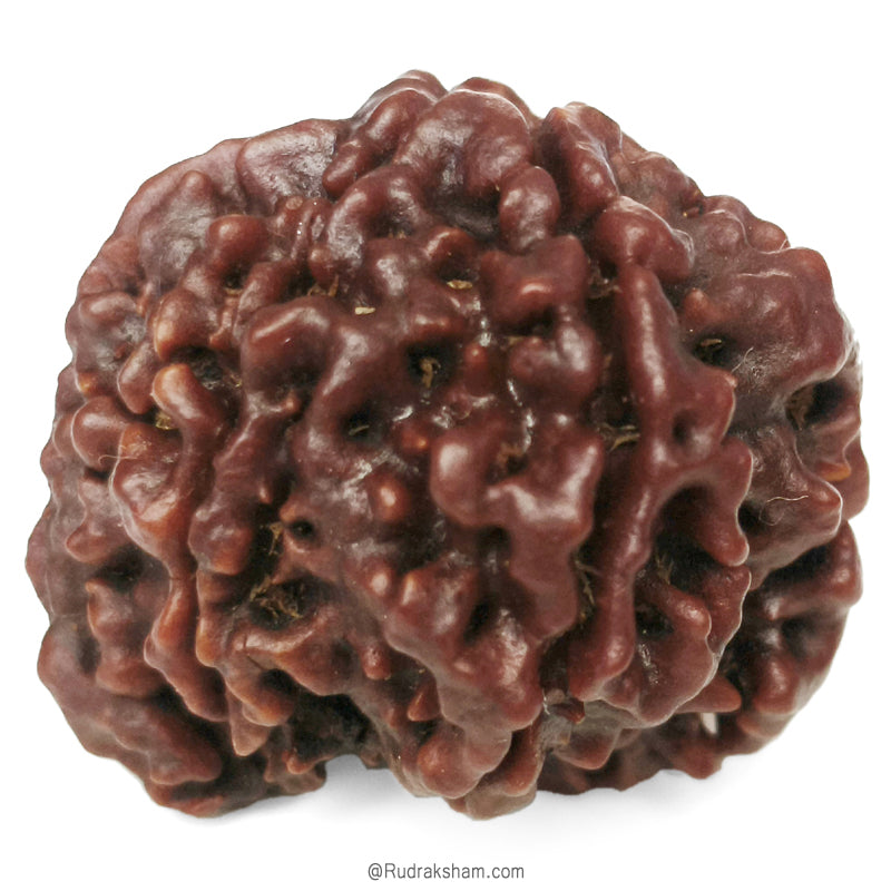 (21.97mm) 8 Mukhi Ganesh Rudraksha Bead | Nepal Eight Faced Ganesha Trunk Rudraksha Bead | Original and Energised Aath Mukhi