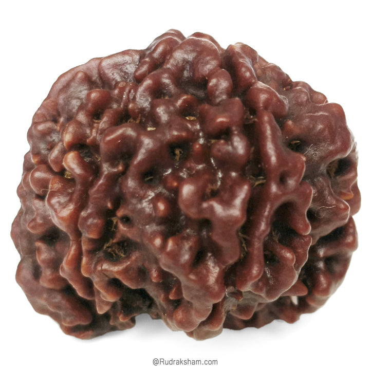 (21.97mm) 8 Mukhi Ganesh Rudraksha Bead | Nepal Eight Faced Ganesha Trunk Rudraksha Bead | Original and Energised Aath Mukhi