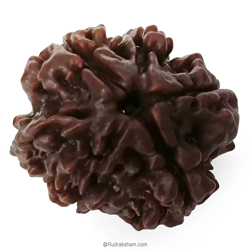 (23.90mm) Ganesh Rudraksha Bead | Authentic and Genuine Nepal Six Faced Ganesha Rudraksha