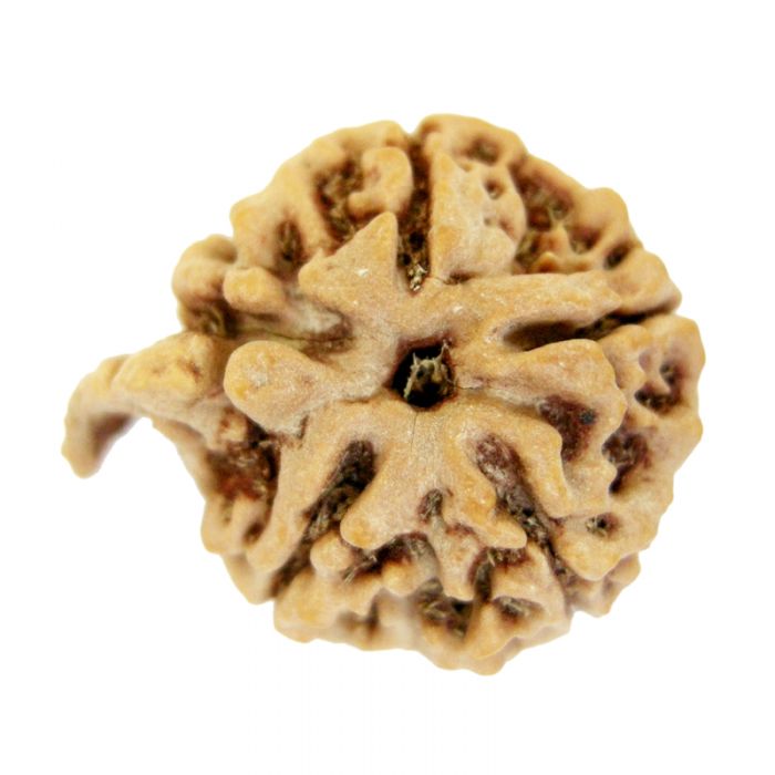 Ganesh Rudraksha Bead | 100% Original Energised Natural Spiritual Ganesha Rudraksha Bead from Nepal