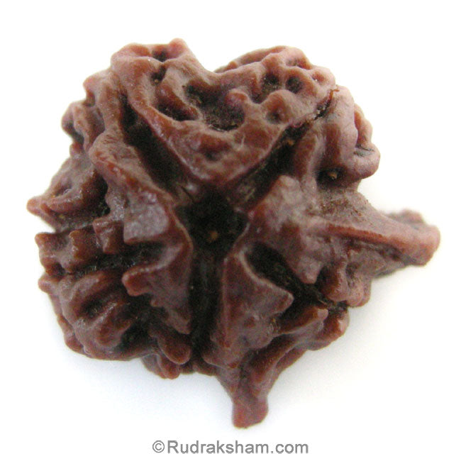 Ganesh Rudraksha Bead with 2 Trunks 100% Original Trunk Ganesha Rudraksha Bead from Nepal -5