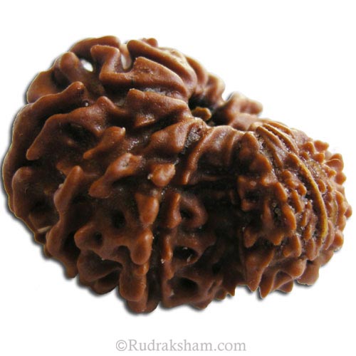 Garbh Gauri Rudraksha Bead from Nepal | 100% Natural Original Energised Pure and Spiritual Bead