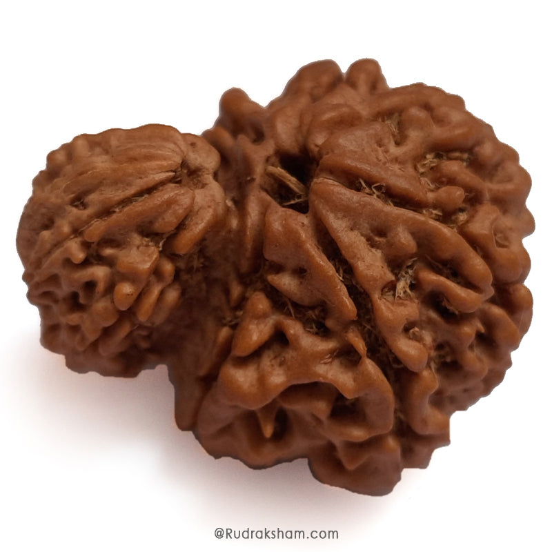 Garbh Gauri Rudraksha Collector Bead 100% Natural Original Energised Pure and Spiritual Bead from Nepal