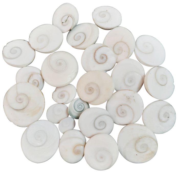 108 Pieces Gomati Chakra Shells from Gomti River, Natural and Original Gomti Chakra for Vastu and Pooja