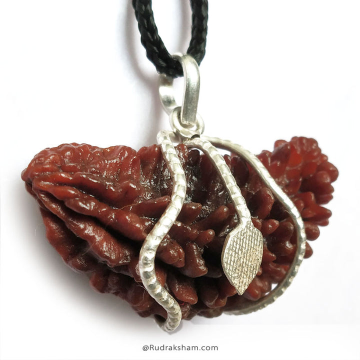 1 Mukhi Rudraksha Collector Silver Snake Pendant | Indian Ek Mukhi Rudraksha for Meditation and Spirituality