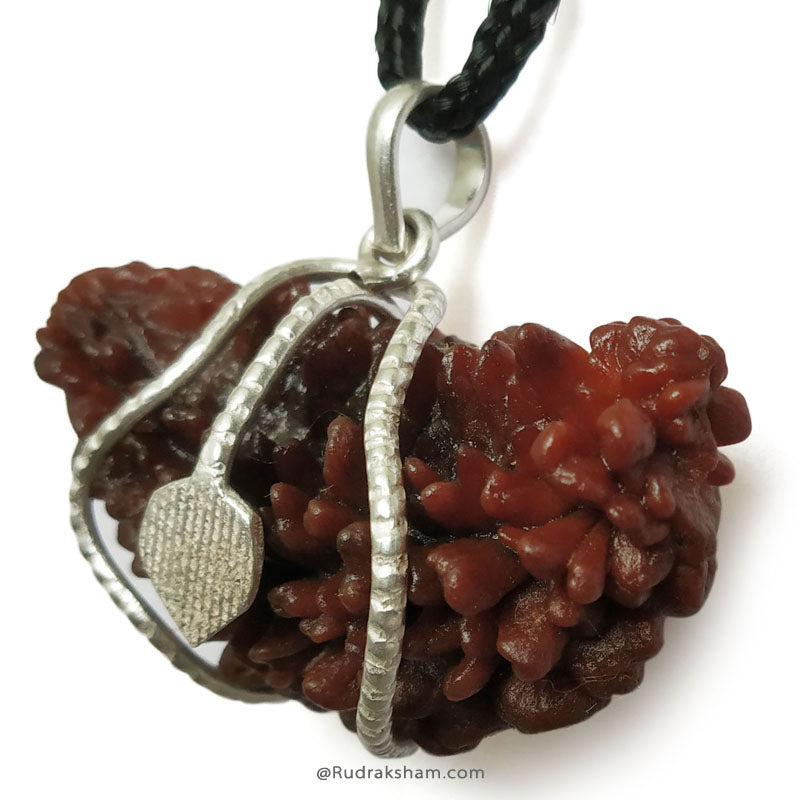 1 Mukhi Rudraksha Collector Silver Snake Pendant | Indian Ek Mukhi Rudraksha for Meditation and Spirituality