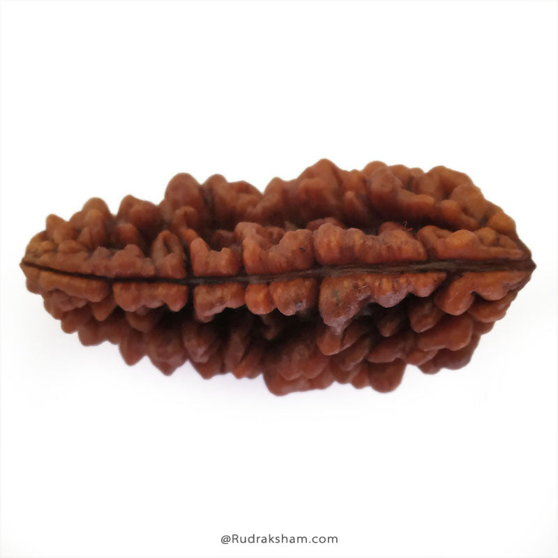 Ek Mukhi Rudraksha Bead | 1 Mukhi Rudraksha Indian Bead Half Moon Shaped One Mukhi Rudraksha Bead - Collector 