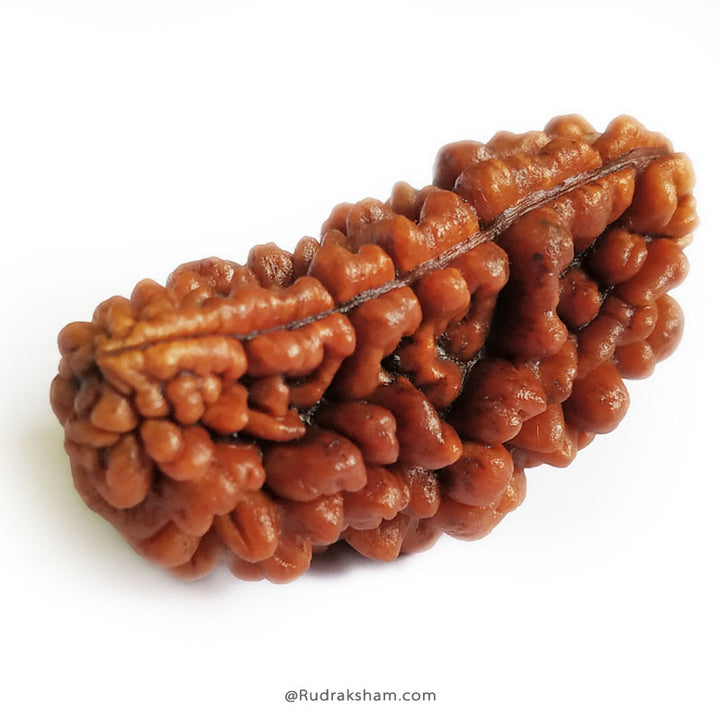 Ek Mukhi Rudraksha Bead | 1 Mukhi Rudraksha Indian Bead Half Moon Shaped One Mukhi Rudraksha Bead - Collector 