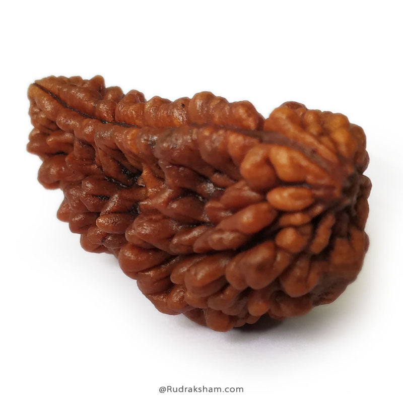 Ek Mukhi Rudraksha Bead | 1 Mukhi Rudraksha Indian Bead Half Moon Shaped One Mukhi Rudraksha Bead - Collector 