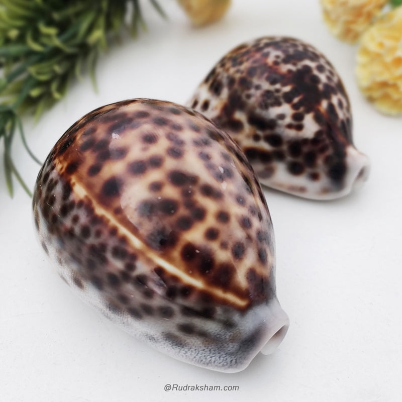  Cypraea Tigris Leopard Spotted Cowries Shell