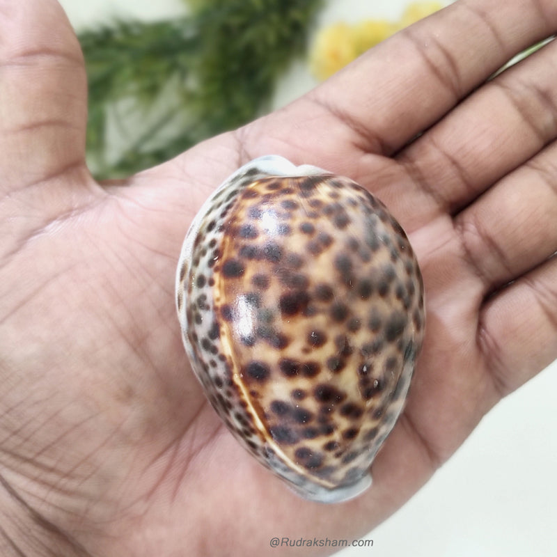  Cypraea Tigris Leopard Spotted Cowries Shell
