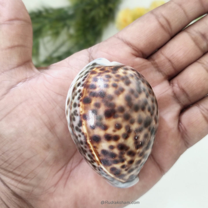  Cypraea Tigris Leopard Spotted Cowries Shell