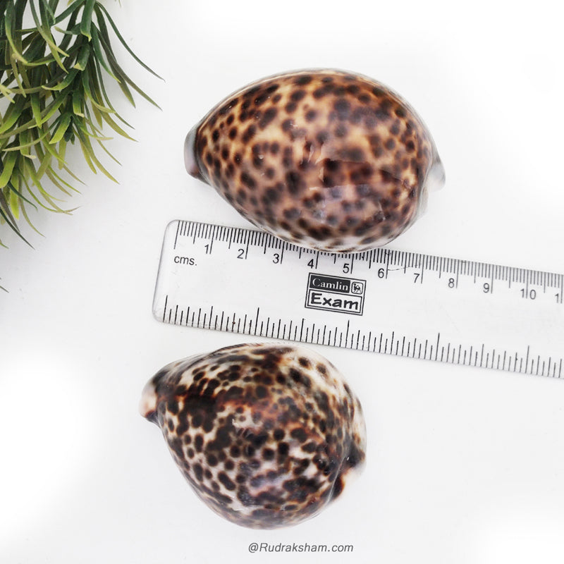  Brown And White Kauri / Kaudi Sea Shells for Home