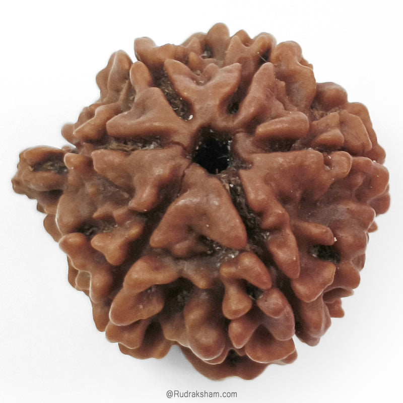 (23.89mm) Ganesh Rudraksha Bead | Authentic and Genuine Nepal Six Faced Ganesha Rudraksha 