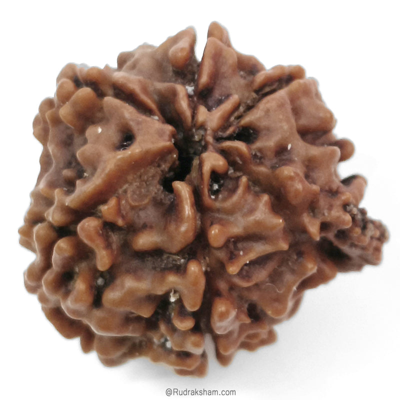 (23.89mm) Ganesh Rudraksha Bead | Authentic and Genuine Nepal Six Faced Ganesha Rudraksha 
