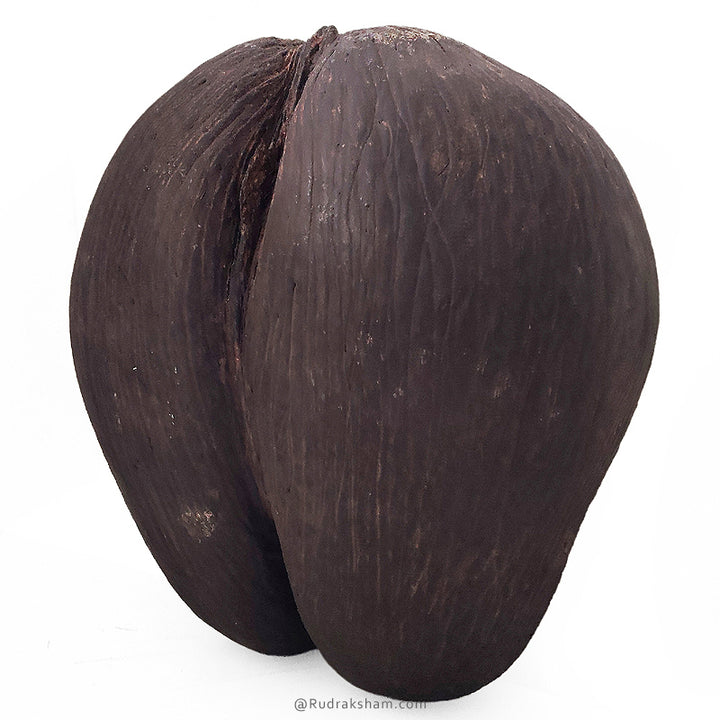 Khappar - Original Fruit Coco De Mer | Natural Pair of Khappar