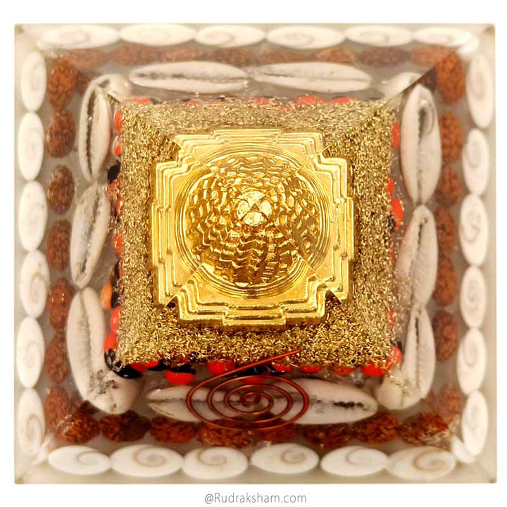  White Kauri & Red Chirmi Seeds For Vastu