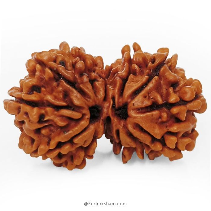 Gauri Shankar Rudraksha Bead | Gauri Shankar | Shiva Parvati Nepal Bead | Original Energised 100% Natural Bead