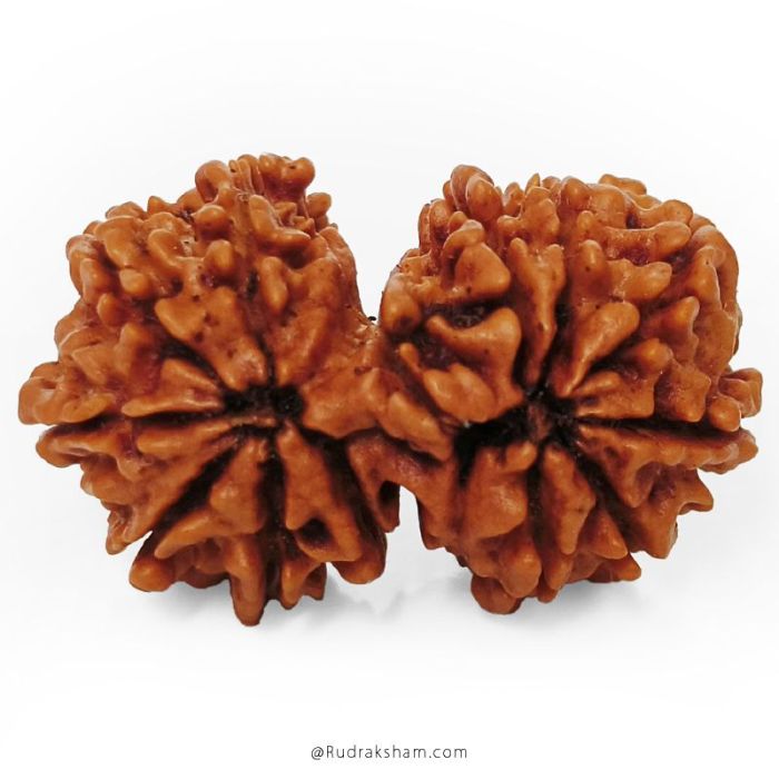 Gauri Shankar Rudraksha Bead | Gauri Shankar | Shiva Parvati Nepal Bead | Original Energised 100% Natural Bead