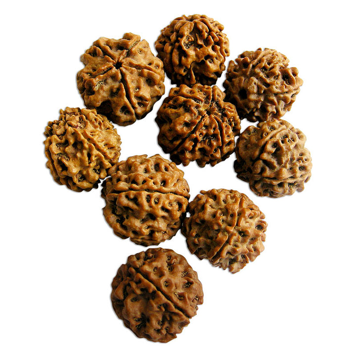 Rudraksha Water Beads | Water Therapy with Five Mukhi Rudraksha | 5 Mukhi Helps to control Blood Pressure and Cholesterol