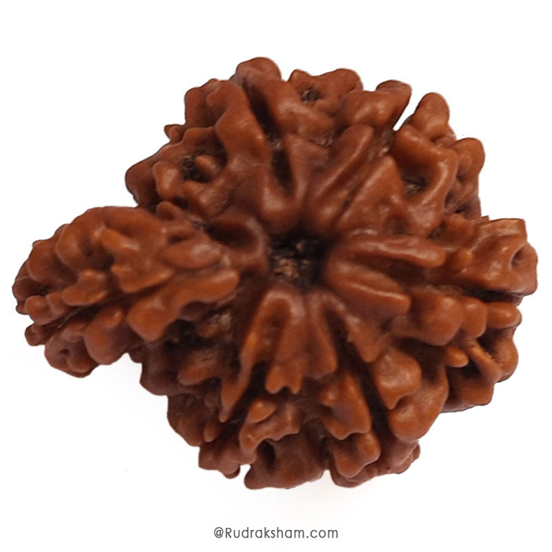 Collector Savar Rudraksha Bead | Nepali Savar Naag Rudraksha Best price and Benefits 