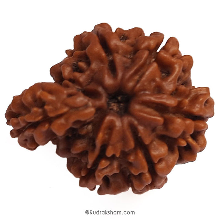 Collector Savar Rudraksha Bead | Nepali Savar Naag Rudraksha Best price and Benefits 