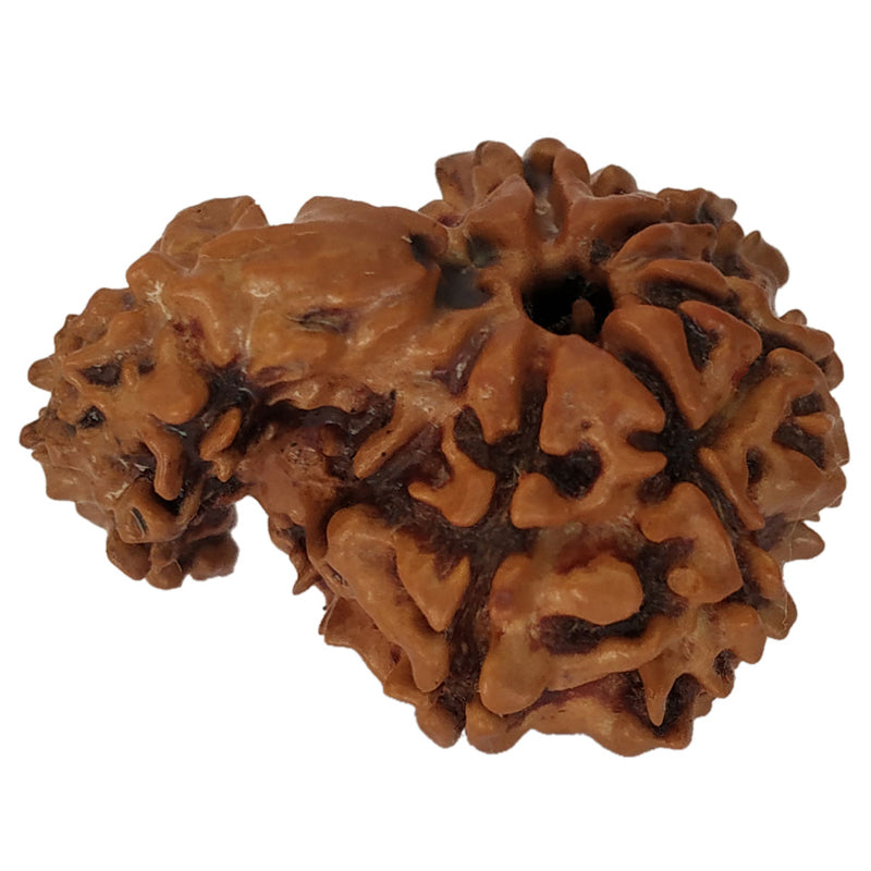 Savar Rudraksha Bead From Nepal | 100% Original Natural and Energised Savar Naag Rudraksha Bead