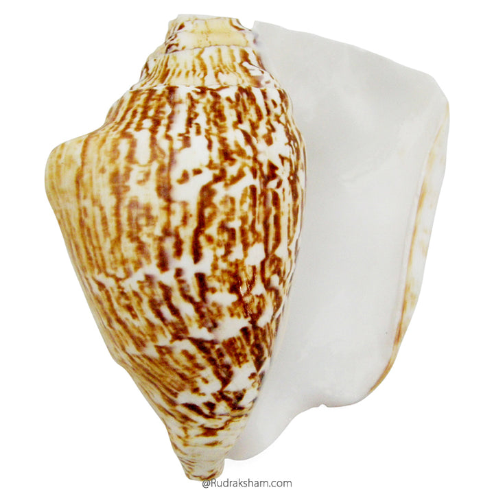 Blowing Conch Shell, Vamavarti Shankha, Left handed Conch shell, Natural Vamavarti Blowing Shankh / Sankh with Natural Colors and Design