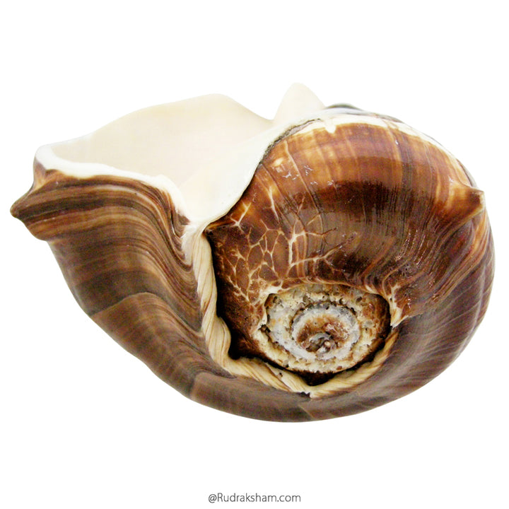 Conch Shell Brown