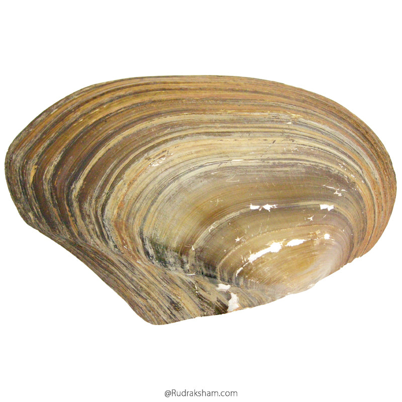  Mother of Pearl Shell