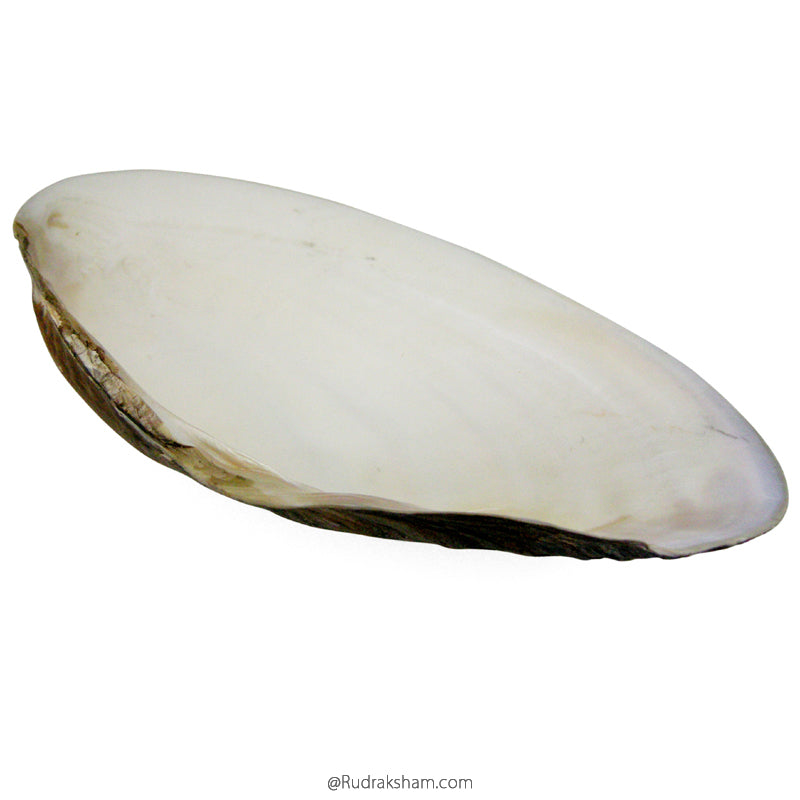 Real Natural Sea Shell