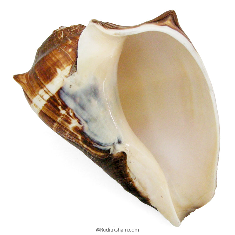  Vamavarti Shankha | Left Hand Conch Shell Sankh