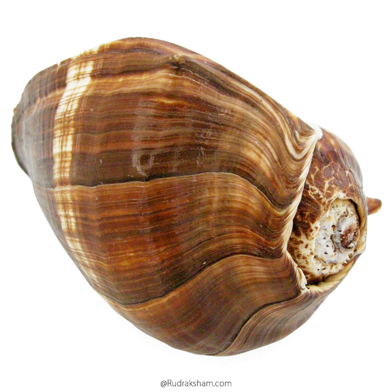 Conch Shell Brown