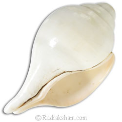 Vamavarti Shankha Extra large