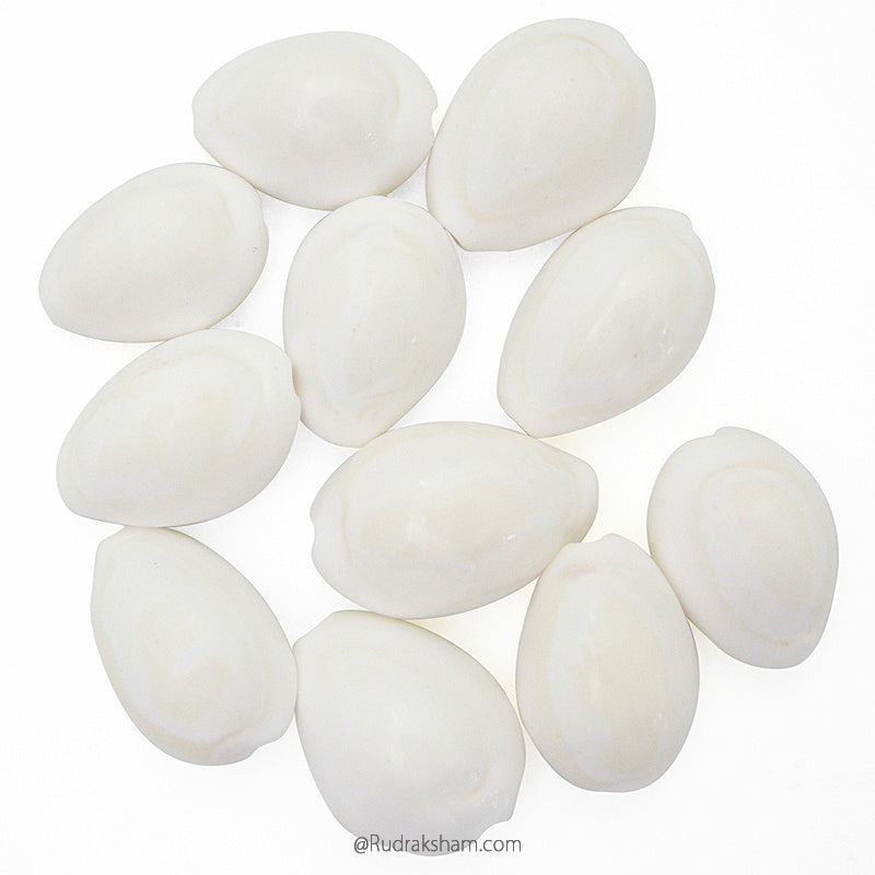  White Cowrie