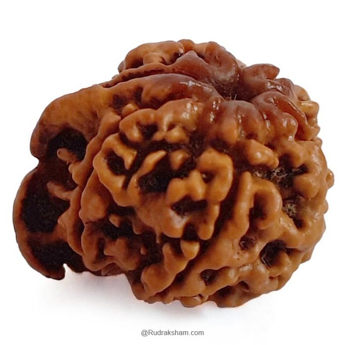 Sold 14 Mukhi Fourteen Mukhi Natural Rudraksha Bead Energized Collector Size - Lab Certified